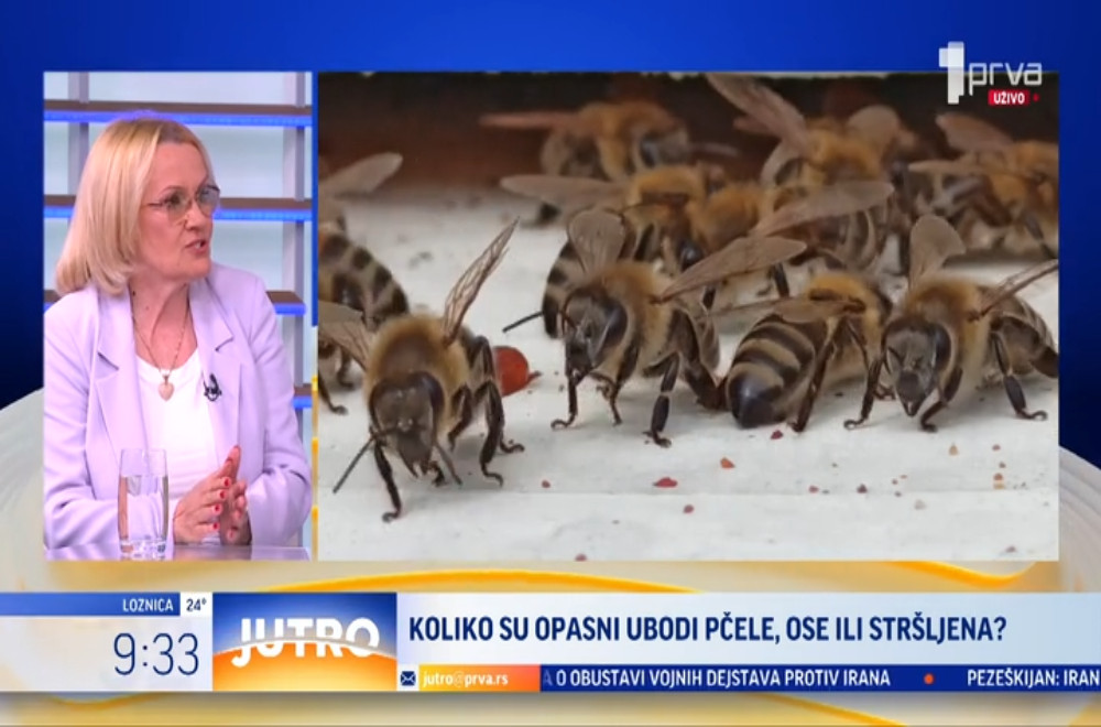 Da li je svaki ubod pčele, ose ili stršljana opasan?