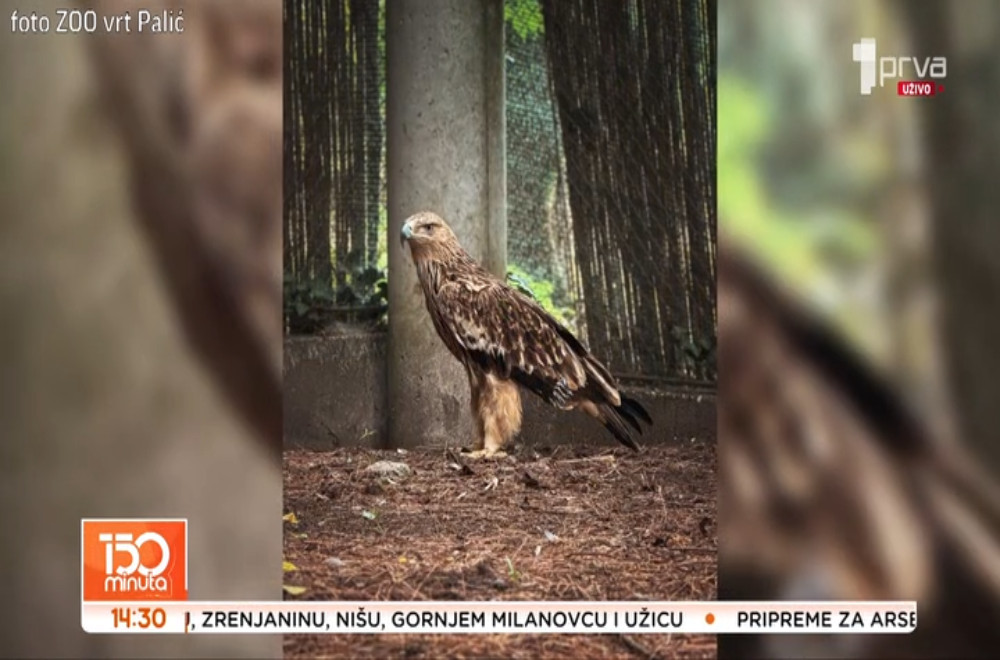 Orao Feliks se konačno vratio kući!