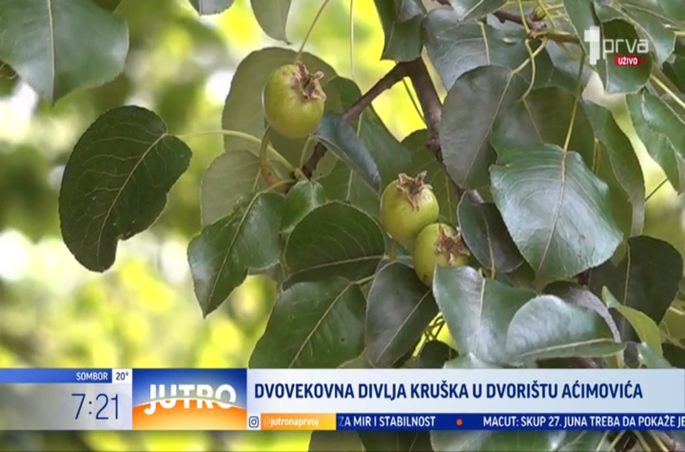 Drvo kruške staro preko 200 godina