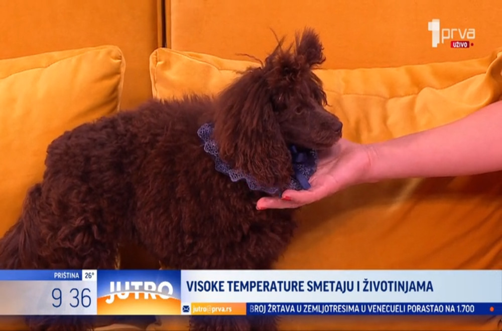 U želji da rashlade ljubimca mnogi prave greške koje mogu biti kobne – kako ih zaštititi?