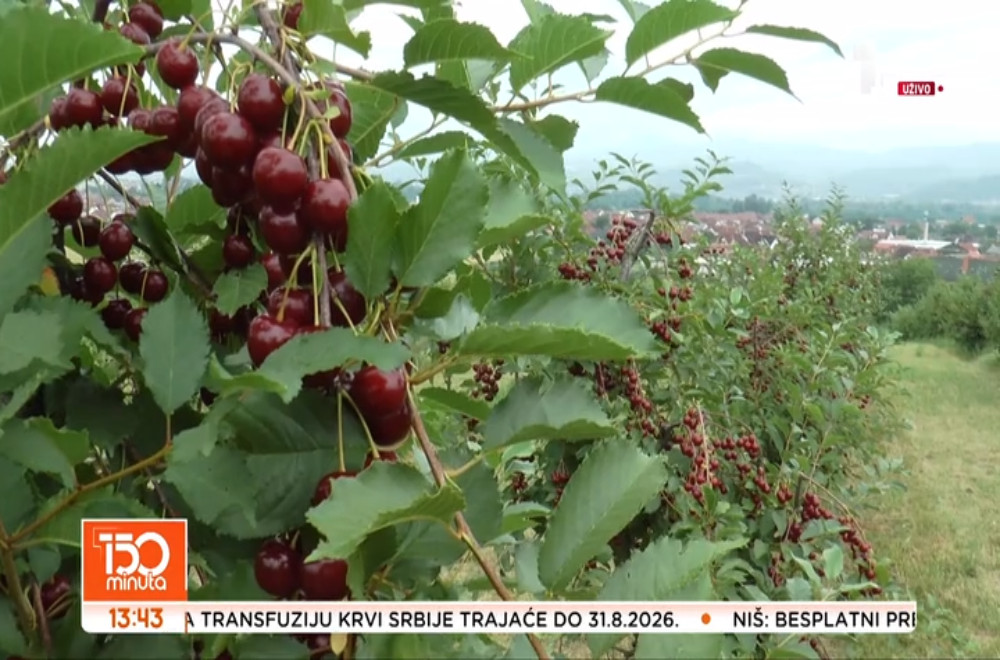 Počela je berba višanja