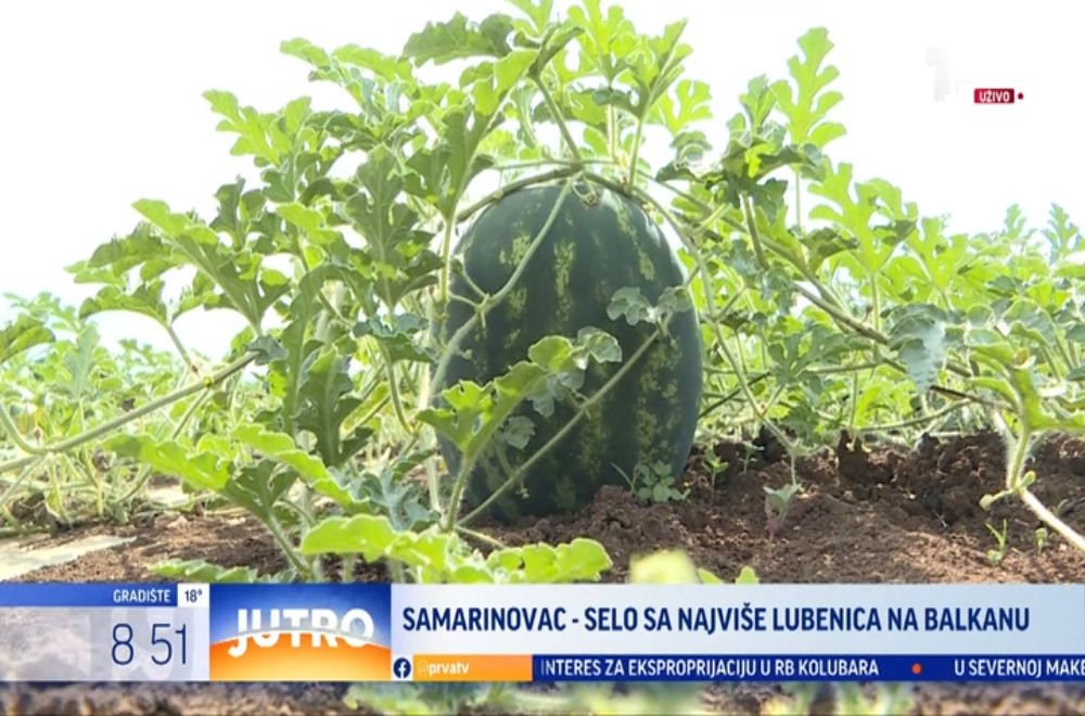Meštani ovog sela gaje nešto veoma slatko!