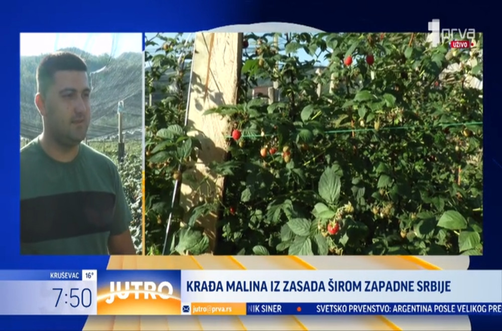 Noćne straže u malinjacima?