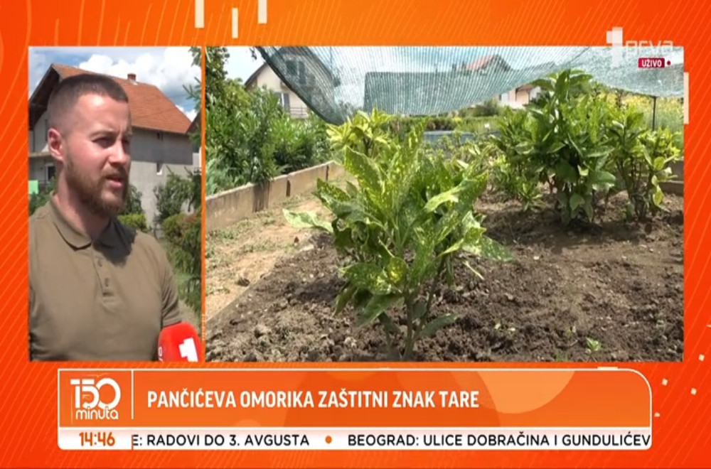 Ona je zaštitni znak Tare, a ko brine o njoj?