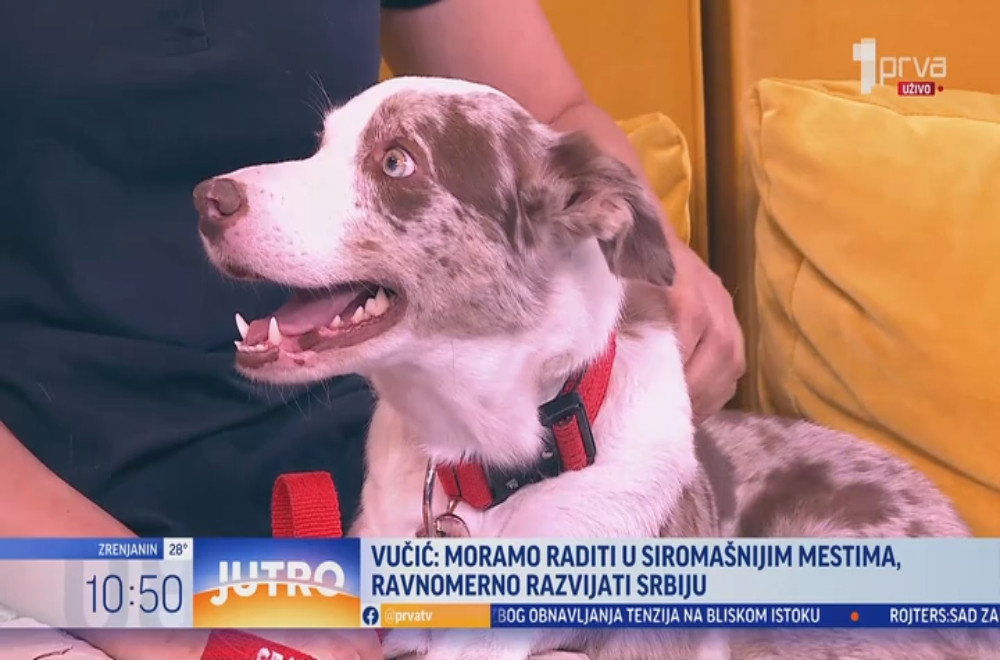 Kako izgleda obuka spasilačkih pasa?