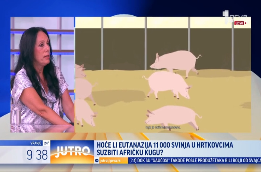 Hoće li eutanazija 11 hiljada svinja u Hrtkovcima suzbiti afričku kugu?