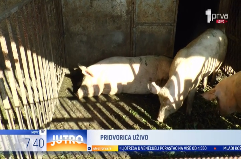 Da li je domaća proizvodnja svinjskog mesa ugrožena?