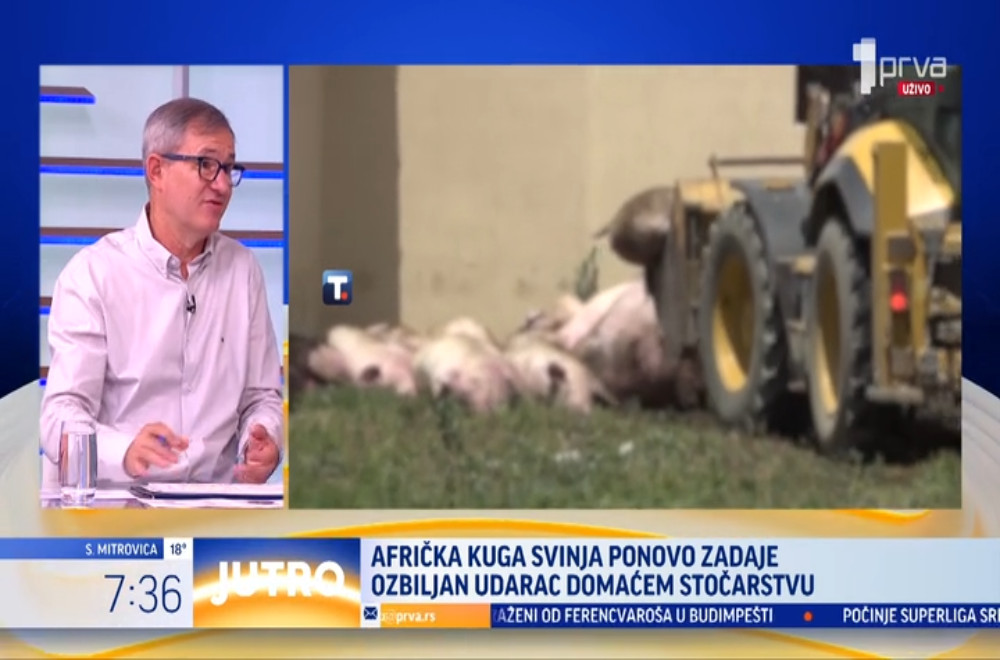 Afrička kuga svinja ponovo zadaje ozbiljan udarac domaćem stočarstvu
