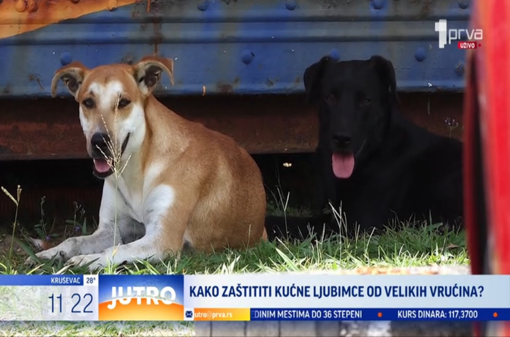 Kako da zaštitimo ljubimce od visokih temperatura?
