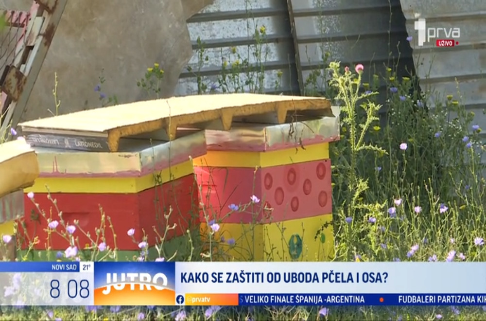 Kako se zaštiti od uboda pčela i osa?
