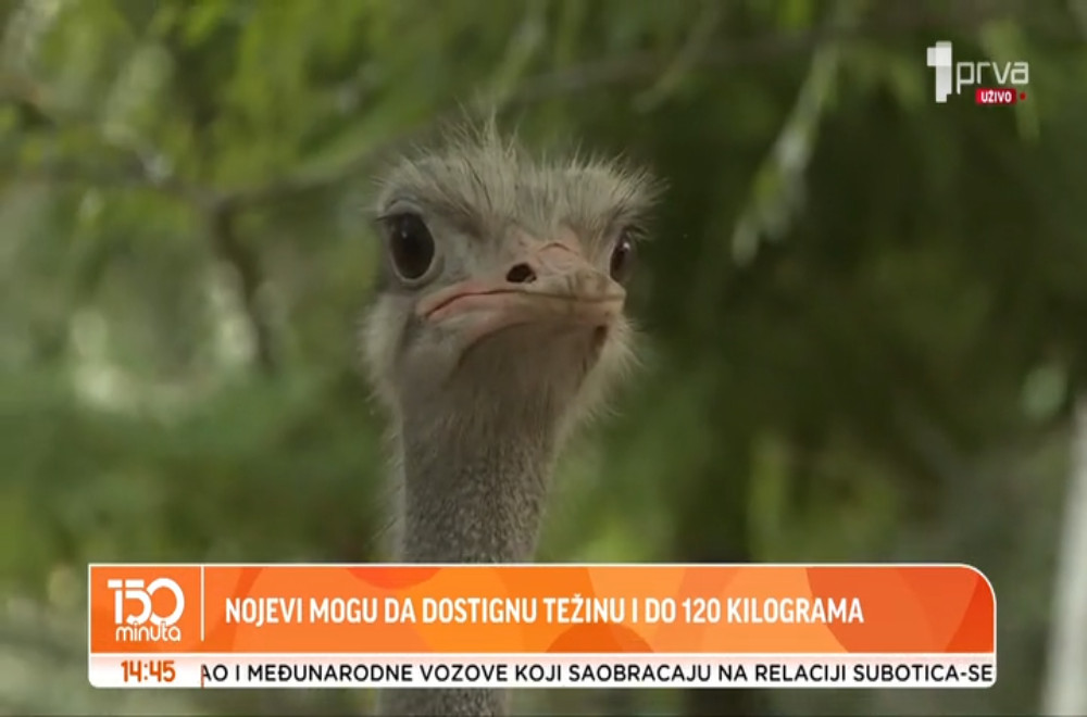 Da li nojevi mogu da budu domaće životinje?