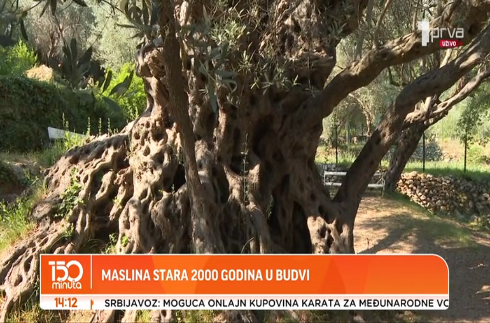 Maslinovo ulje, hrskav hleb, paradajz i miris mora...