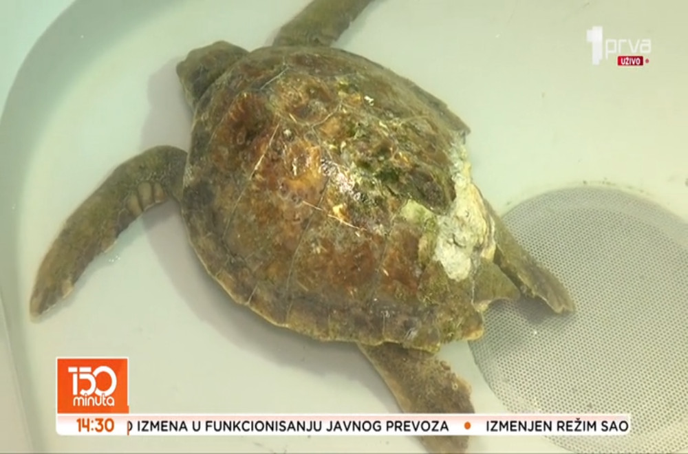 Dom za murine, ribu lava, hobotnice, raže, ribe mačke, morske zvezde…