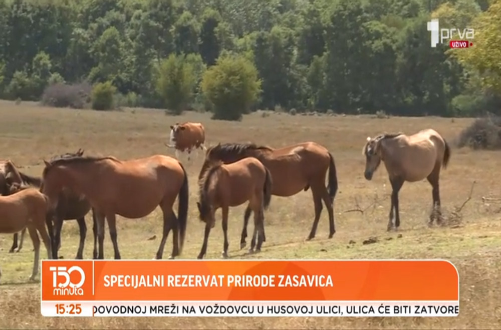 Specijalni rezervat prirode Zasavica - idealno mesto za beg iz grada