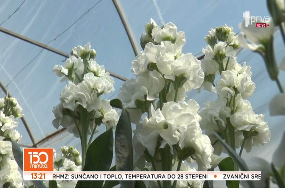 Cveće kao biznis