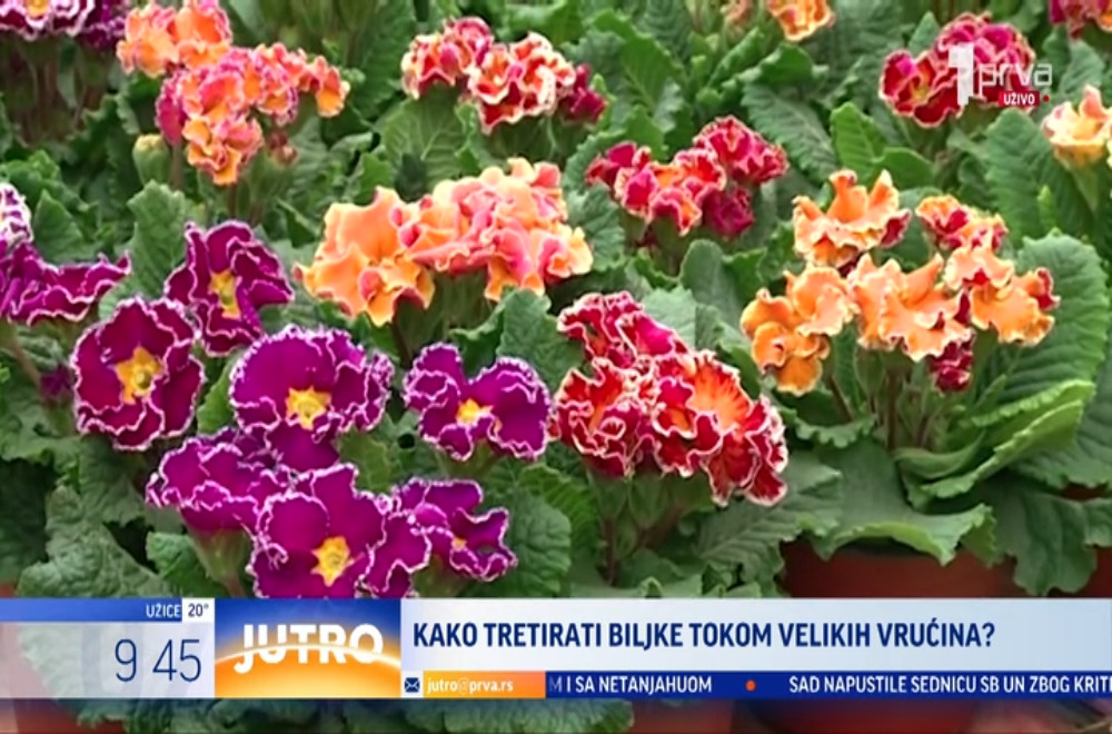Visoke temperature ne pogađaju samo ljude i životinje, podjednako su izazovne i za biljke
