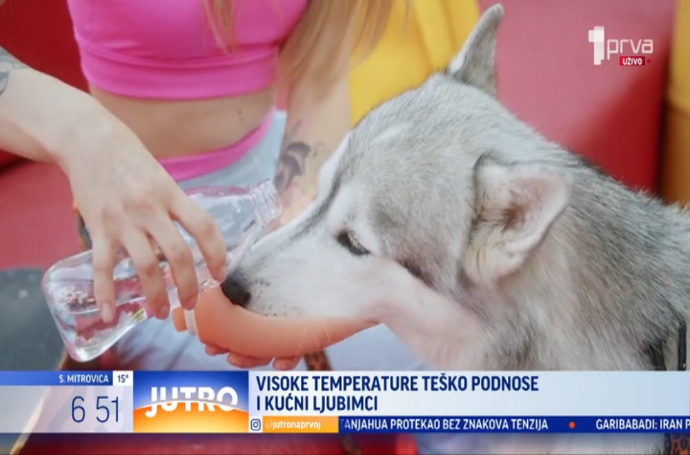 Kućni ljubimci i vrućine - na šta treba posebno obratiti pažnju tokom vrelih dana?