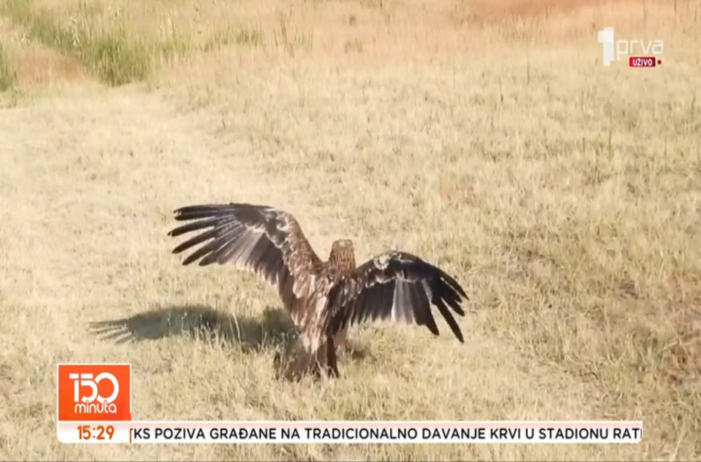 Orao Feliks konačno na slobodi!
