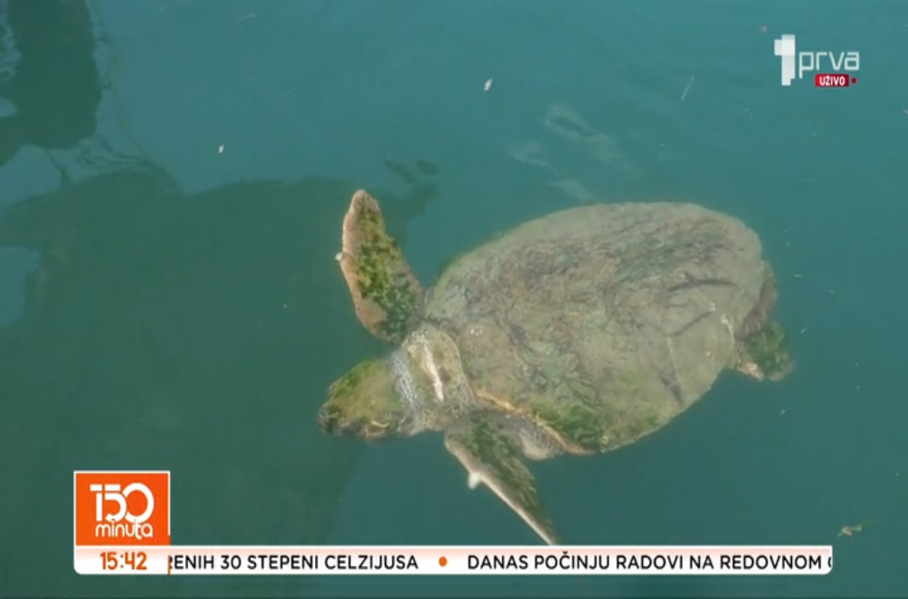 Dom džinovskih kornjača privlači veliki broj turista