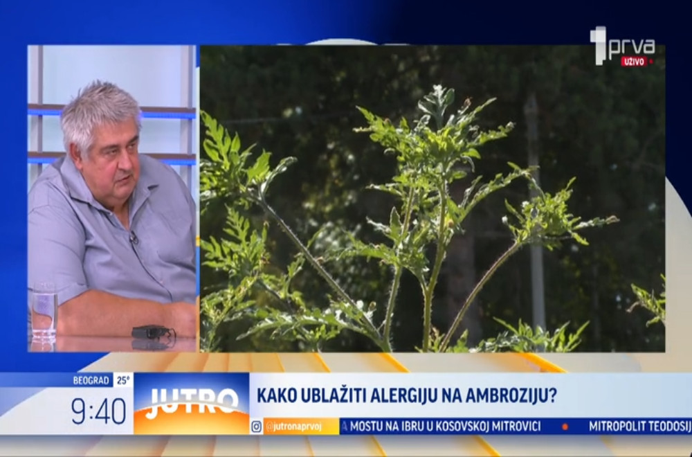 Sezona polinacije ambrozije na našim prostorima traje sve duže
