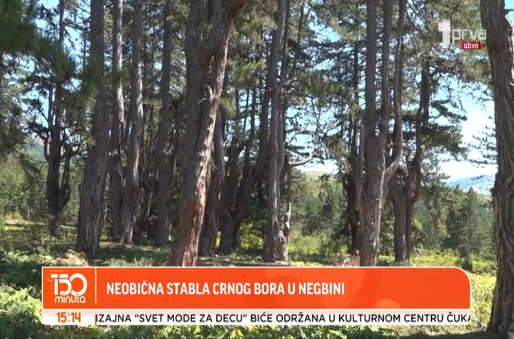 Đensko borje kod Nove Varoši: Šuma crnog bora neobičnih oblika