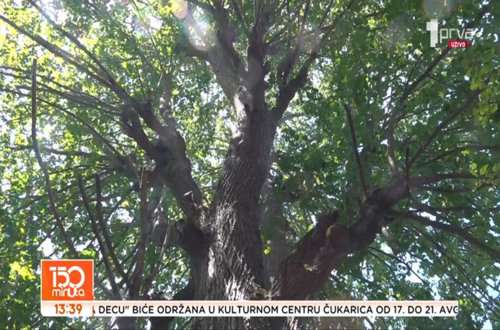 Stoletna lipa kod Nove Varoši