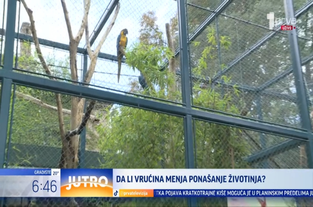 Kako životinje u zoo-vrtu podnose vrele letnje dane?