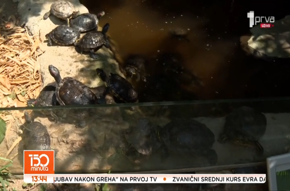 Morski petak u javnom akvarijumu i torpikarijumu