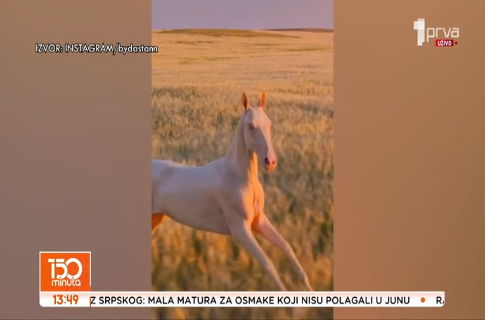 Upoznajte kobilu Akžan