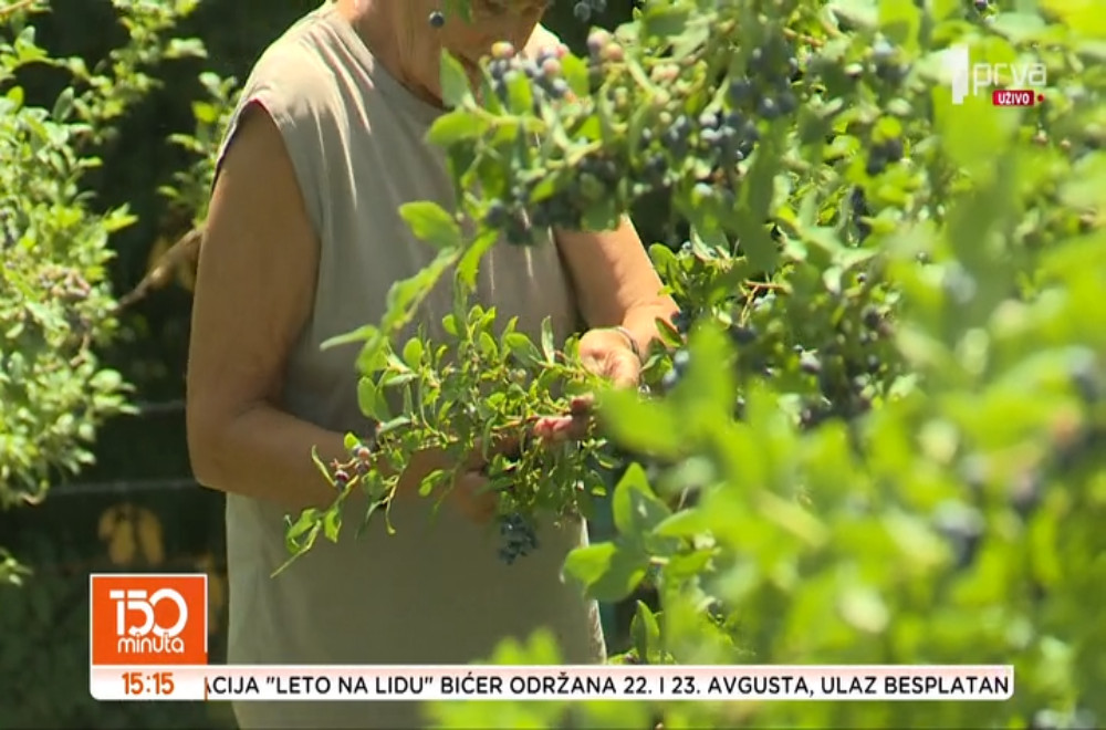 Koliko često jedete borovnice?