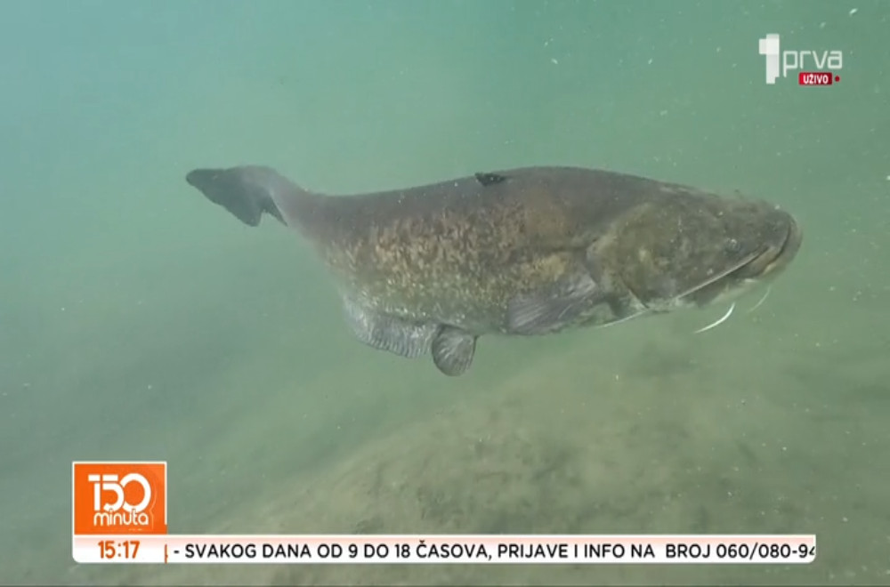 Šta se nalazi nekoliko metara ispod površine Savskog jezera?