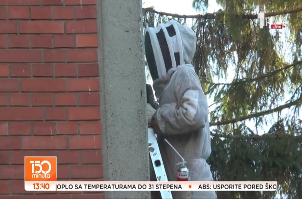 Pojačana aktivnost osa i stršljena: Zašto treba biti oprezan u blizini gnezda