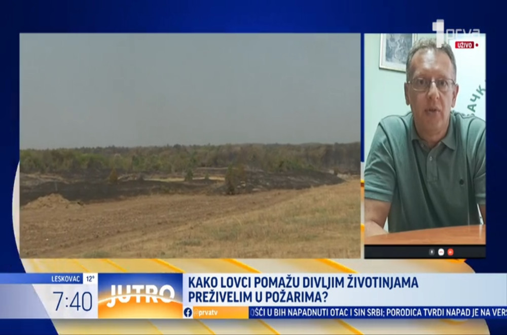 Posle požara ostale bez doma: Kako preživljavaju divlje životinje?