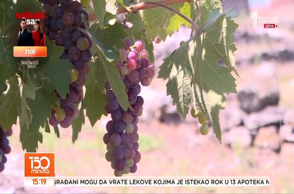 Loza koja niče iz kamena: Neobična priča sa Caričinog grada