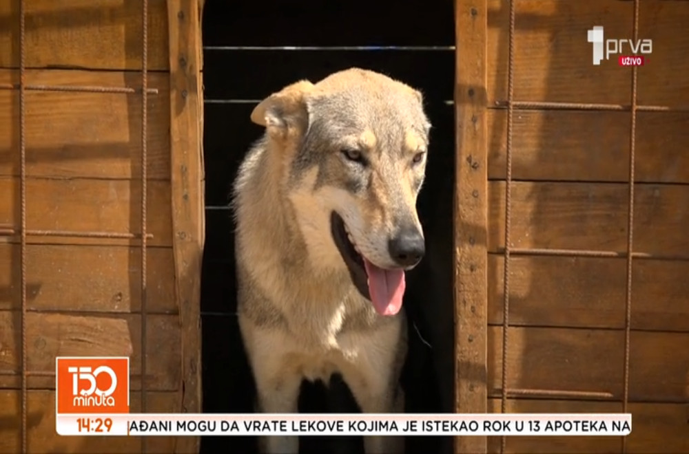 Ovaj kamp čuva vučica Lara, koja živi sa psom, kozama i ovcama
