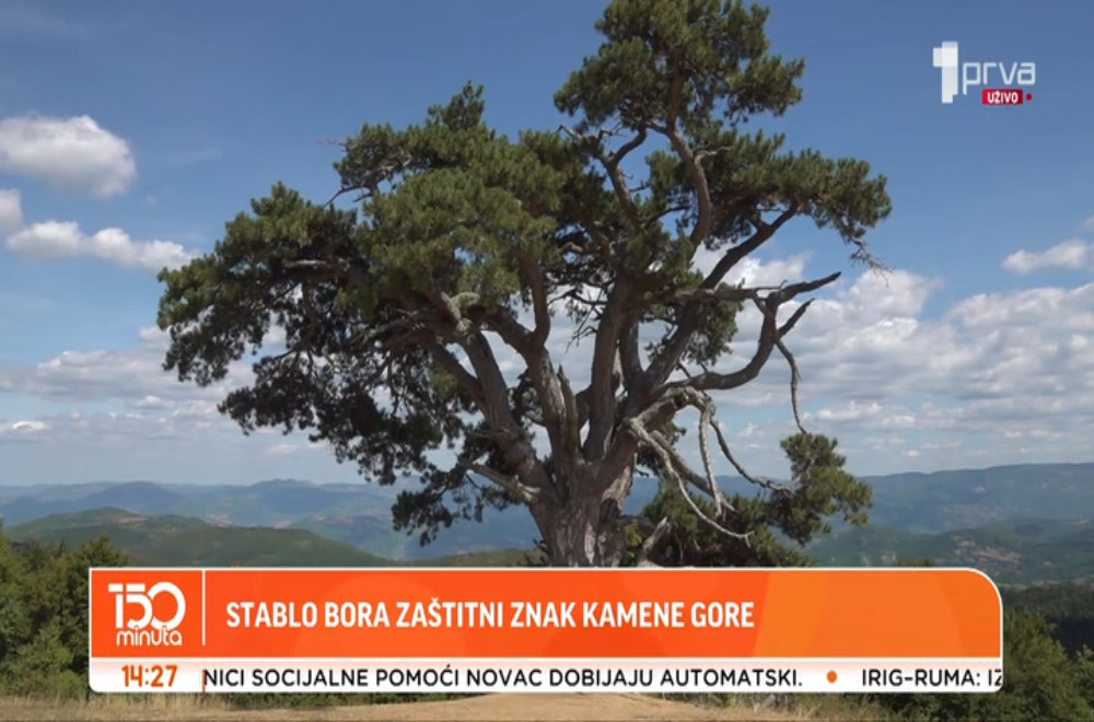Stablo bora – zaštitni znak Kamene gore