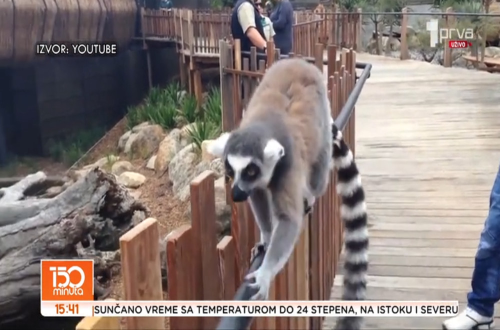 VELIKE OČI I „OPERSKI“ GLAS: Zašto su lemuri posebni stanovnici Madagaskara?
