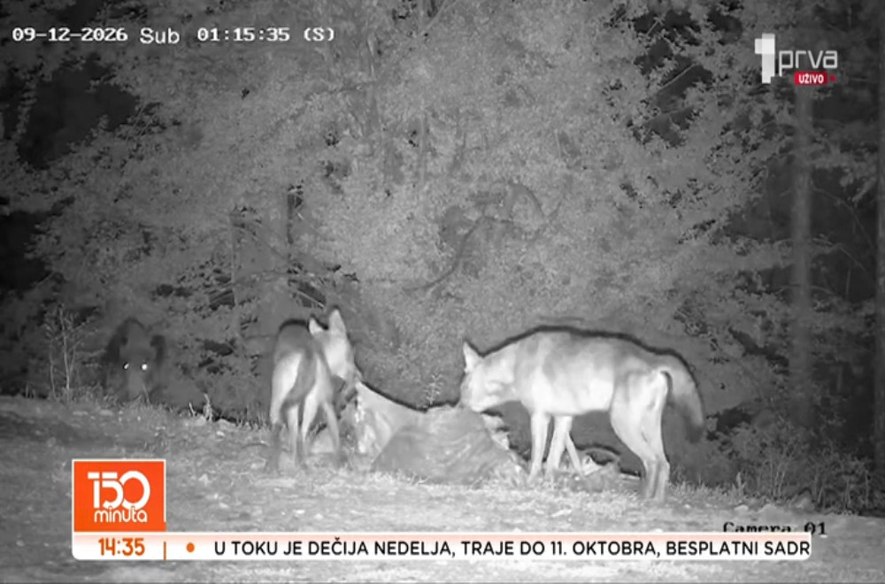 Susret medveda i vukova na Jadovniku: Odmerili snage na hranilištu „Kašan“