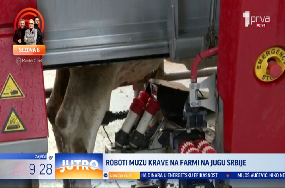 Ko muze krave u 21. veku: Stočari, muzači ili automatske muzilice?
