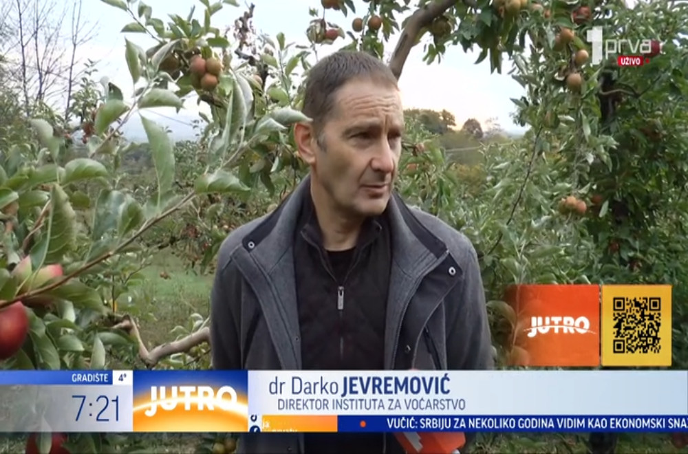 Berba jabuka u punom jeku: Kakav je ovogodišnji rod u zapadnoj Srbiji?