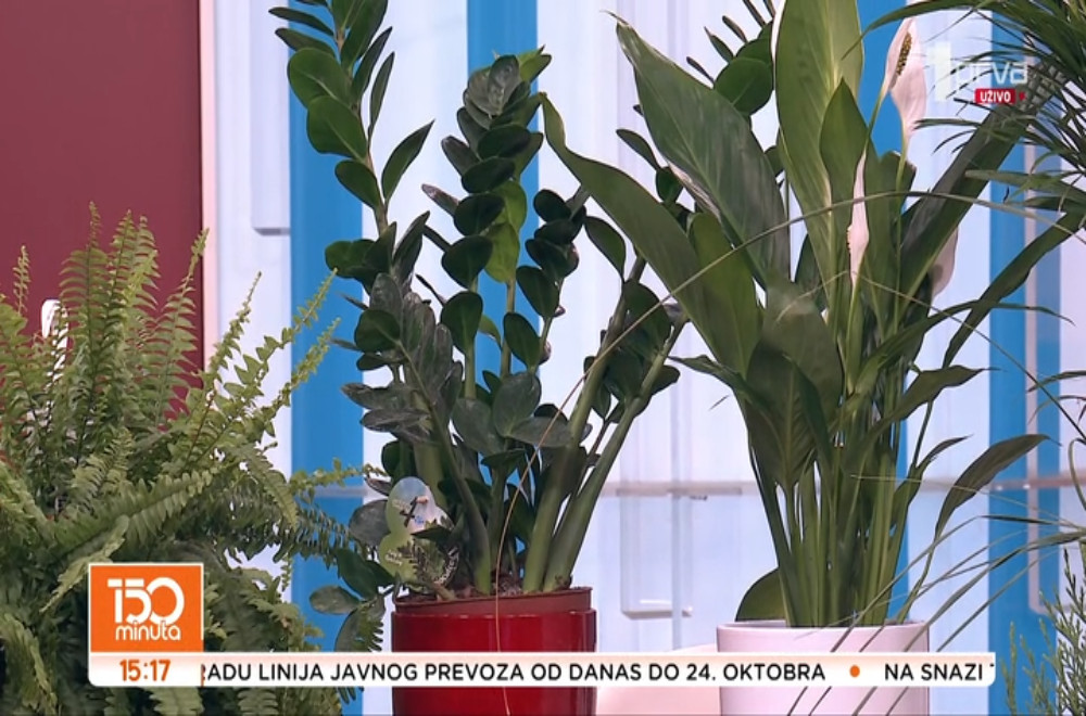 Koje cveće sadimo u oktobru?