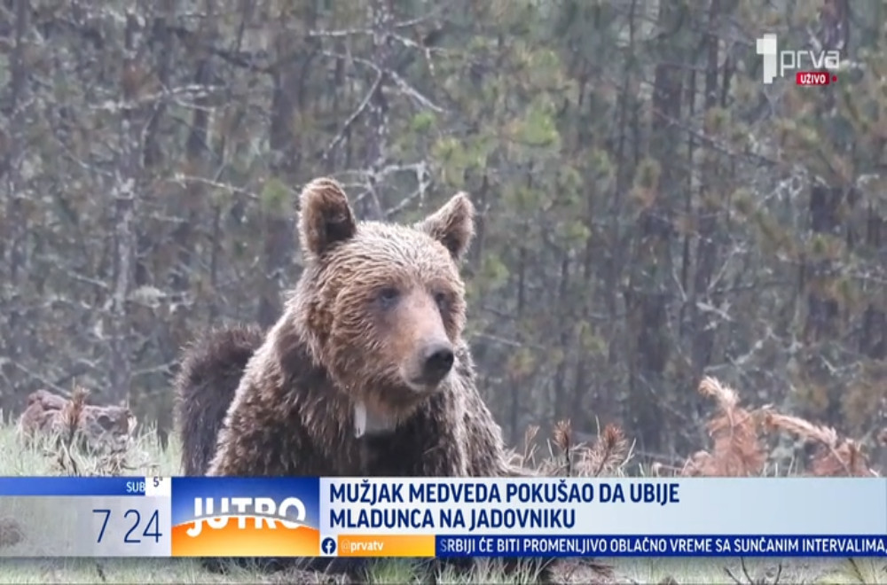 Mužjak mrkog medveda napao mladunca na Jadovniku: Da li je uspeo da ga ubije?