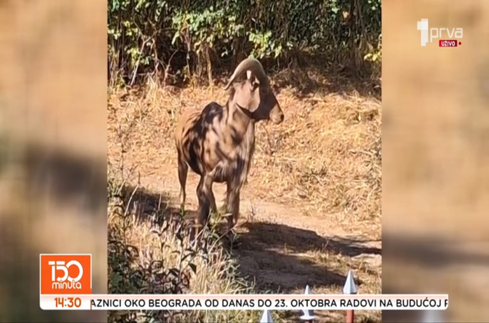Misteriozni ovan mesec dana luta niškim naseljem Bubanj: Odakle afrička životinja u Srbiji?
