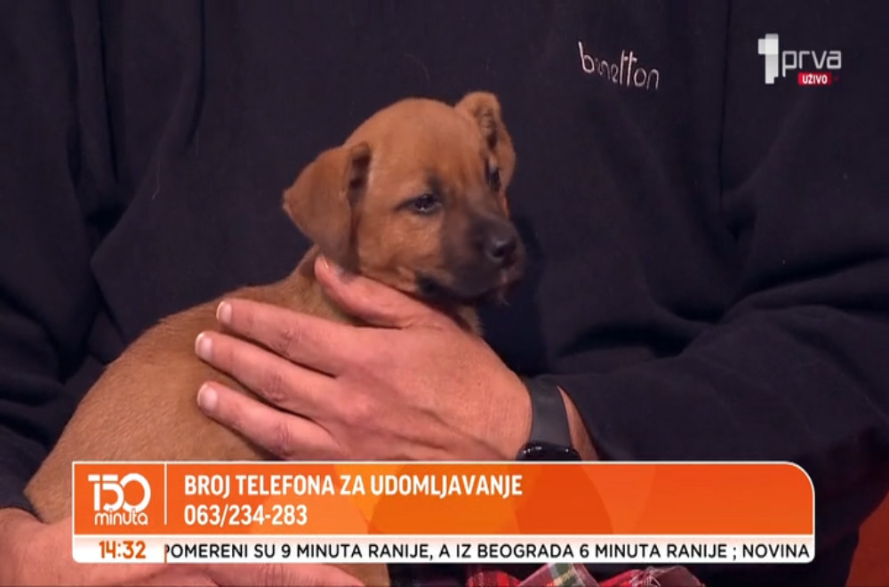 Sve nedoumice o životinjama rešava Vlada Terzin