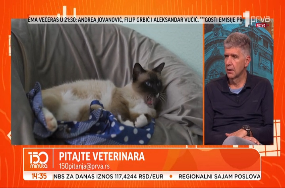 Može li konj da ugine od upale mišića i kako se ovce snalaze u lavirintu?