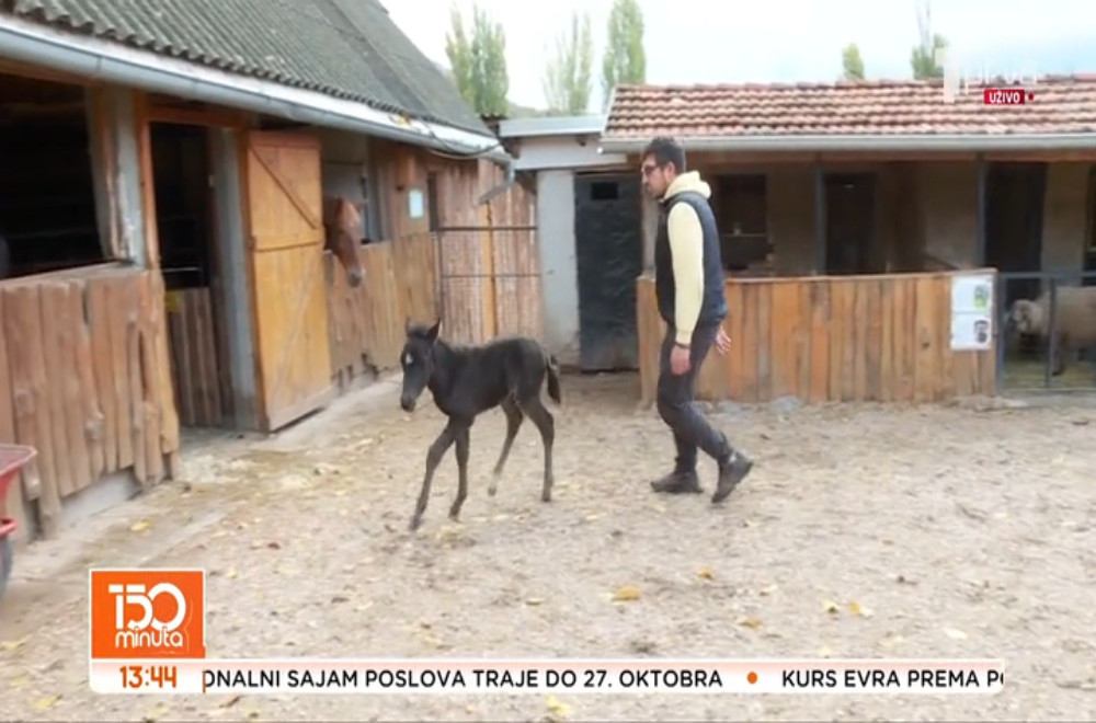 Zvezdana, ždrebe koje je preživelo dve hladne noći na Suvoj planini, oporavlja se u Zoo kutku kod Niša