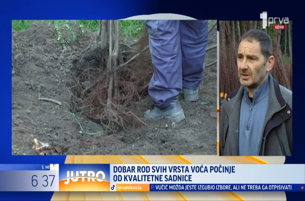 Koje sadnice voća su najtraženije?