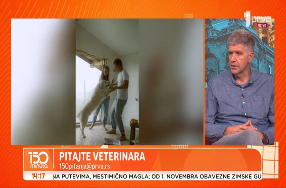 Da li bubašvabe mogu da žive bez glave?