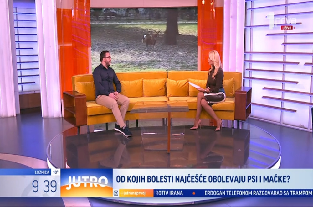 Od kojih bolesti najčešće obolevaju psi i mačke?