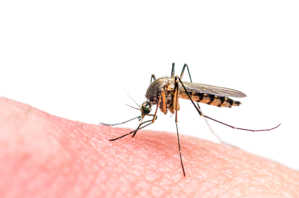 Kao i svake godine, lepo vreme donosi i niz problema vezanih za zatitu od komaraca, foto: Depositphotos/nechaev-kon.yandex.ru